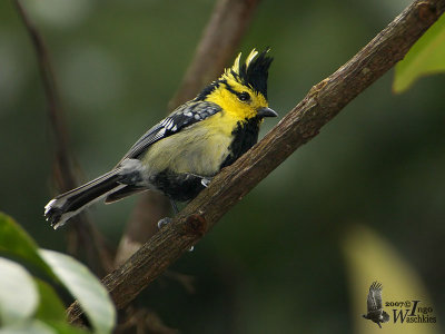 Adult male Yellow-cheeked Tit (ssp. subviridis)