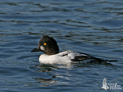 Male Common Goldeneye (ssp. clangula ) assuming breeding plumage