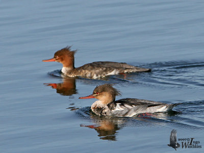 Pair of Red-breasted Mergansers in eclipse plumage