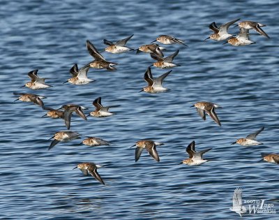 A flock of Dunlins (presumably ssp. alpina) in non-breeding plumage