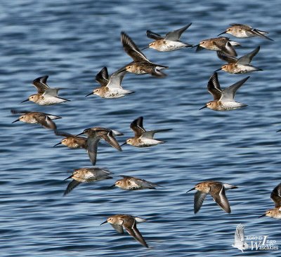 A flock of Dunlins (presumably ssp. alpina) in non-breeding plumage