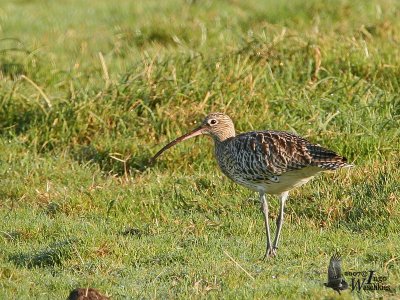 Immature Eurasian Curlew (ssp. arquata) in first winter plumage