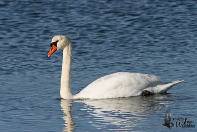 Adult Mute Swan