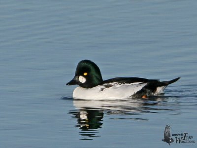 Adult male Common Goldeneye (ssp. clangula ) in breeding plumage