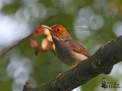 Adult Ashy Tailorbird (ssp. cineraceus)