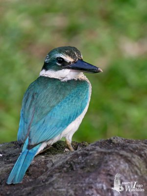 Immature Collared Kingfisher (ssp. humii)