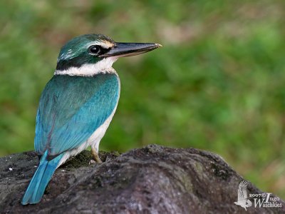 Immature Collared Kingfisher (ssp. humii)