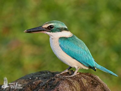 Immature Collared Kingfisher (ssp. humii)