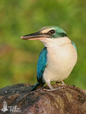 Immature Collared Kingfisher (ssp. humii)