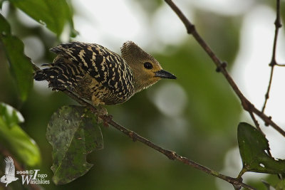 Female Buff-rumped Woodpecker