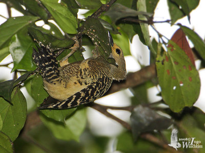 Female Buff-rumped Woodpecker