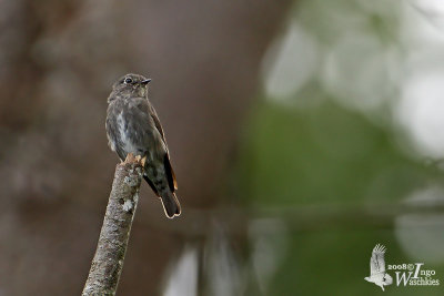 Dark-sided Flycatcher