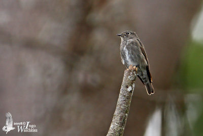 Dark-sided Flycatcher