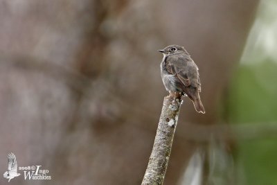 Dark-sided Flycatcher