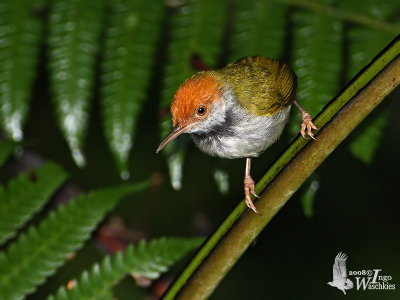 Dark-necked Tailorbird (Orthotomus atrogularis)