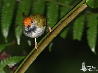 Male Dark-necked Tailorbird