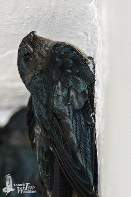 Glossy Swiftlet (Collocalia esculenta)