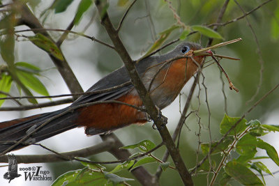 Red-billed Malkoha