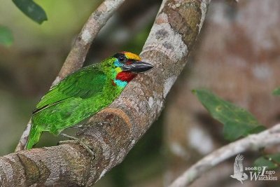 Male Red-throated Barbet