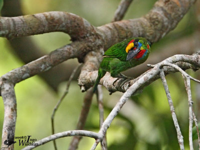 Male Red-throated Barbet (no flash)