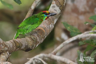 Male Red-throated Barbet