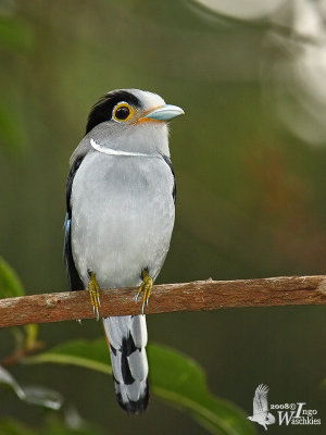 Female Silver-breasted Broadbill