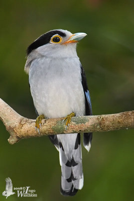 Male Silver-breasted Broadbill
