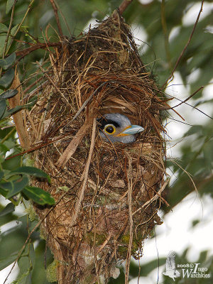 Silver-breasted Broadbill nesting