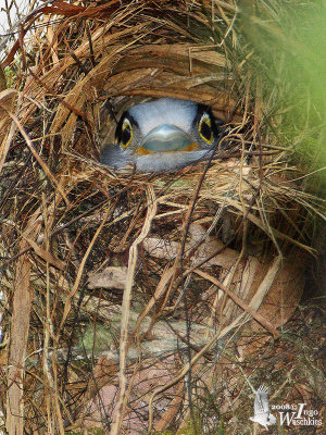 Silver-breasted Broadbill nesting
