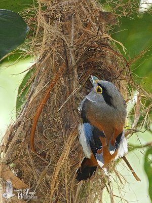 Female Silver-breasted Broadbill building its nest