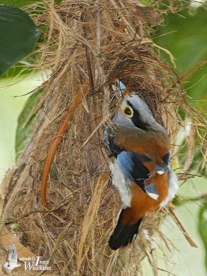 Female Silver-breasted Broadbill building its nest