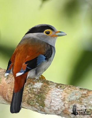 Male Silver-breasted Broadbill