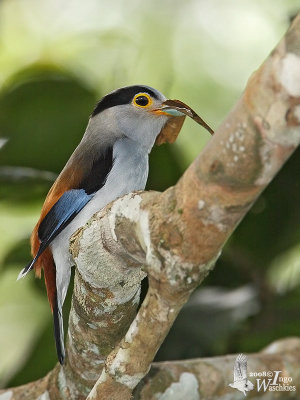 Male Silver-breasted Broadbill