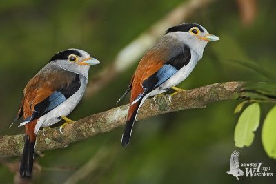 A pair of Silver-breasted Broadbills
