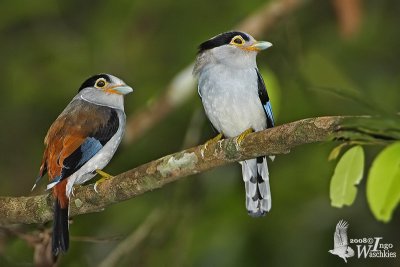 A pair of Silver-breasted Broadbills