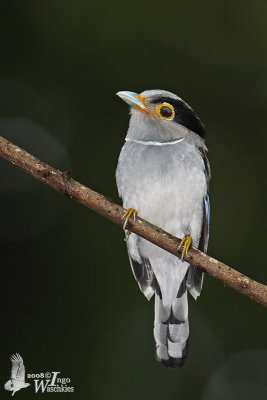 Female Silver-breasted Broadbill