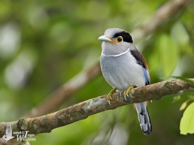 Female Silver-breasted Broadbill