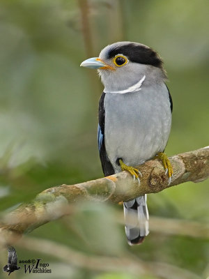 Female Silver-breasted Broadbill