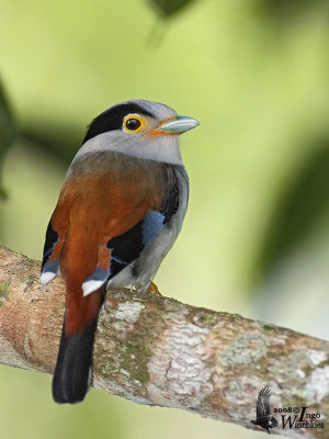 Male Silver-breasted Broadbill
