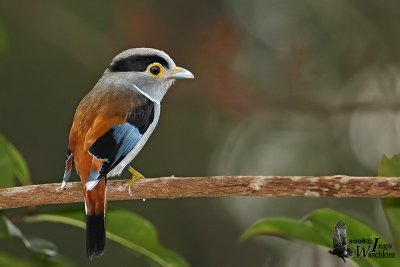 Female Silver-breasted Broadbill