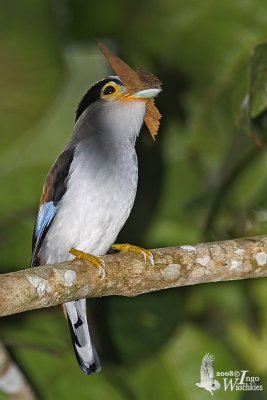 Male Silver-breasted Broadbill