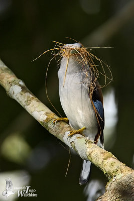 Male Silver-breasted Broadbill
