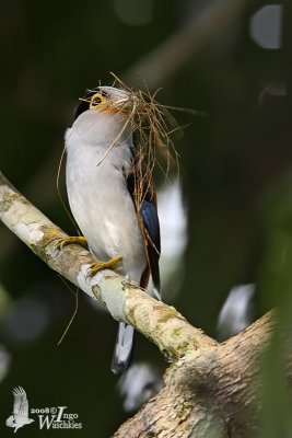 Male Silver-breasted Broadbill