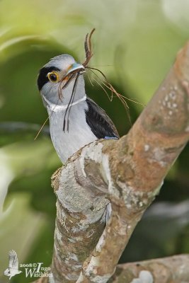 Female Silver-breasted Broadbill