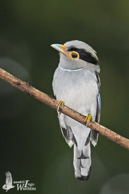 Female Silver-breasted Broadbill