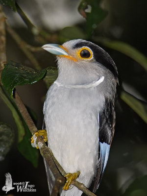 Female Silver-breasted Broadbill