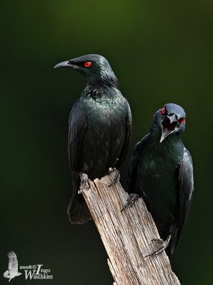 Adult Asian Glossy Starlings