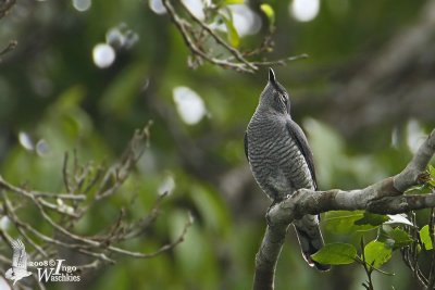 Female Lesser Cuckooshrike