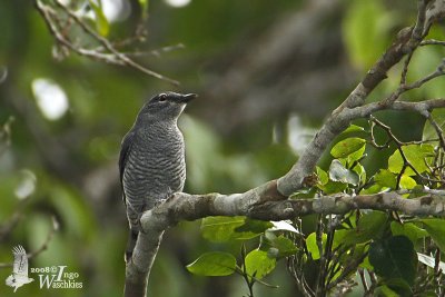 Lesser Cuckooshrike (Coracina fimbriata)