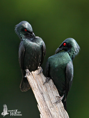 Adult Asian Glossy Starlings